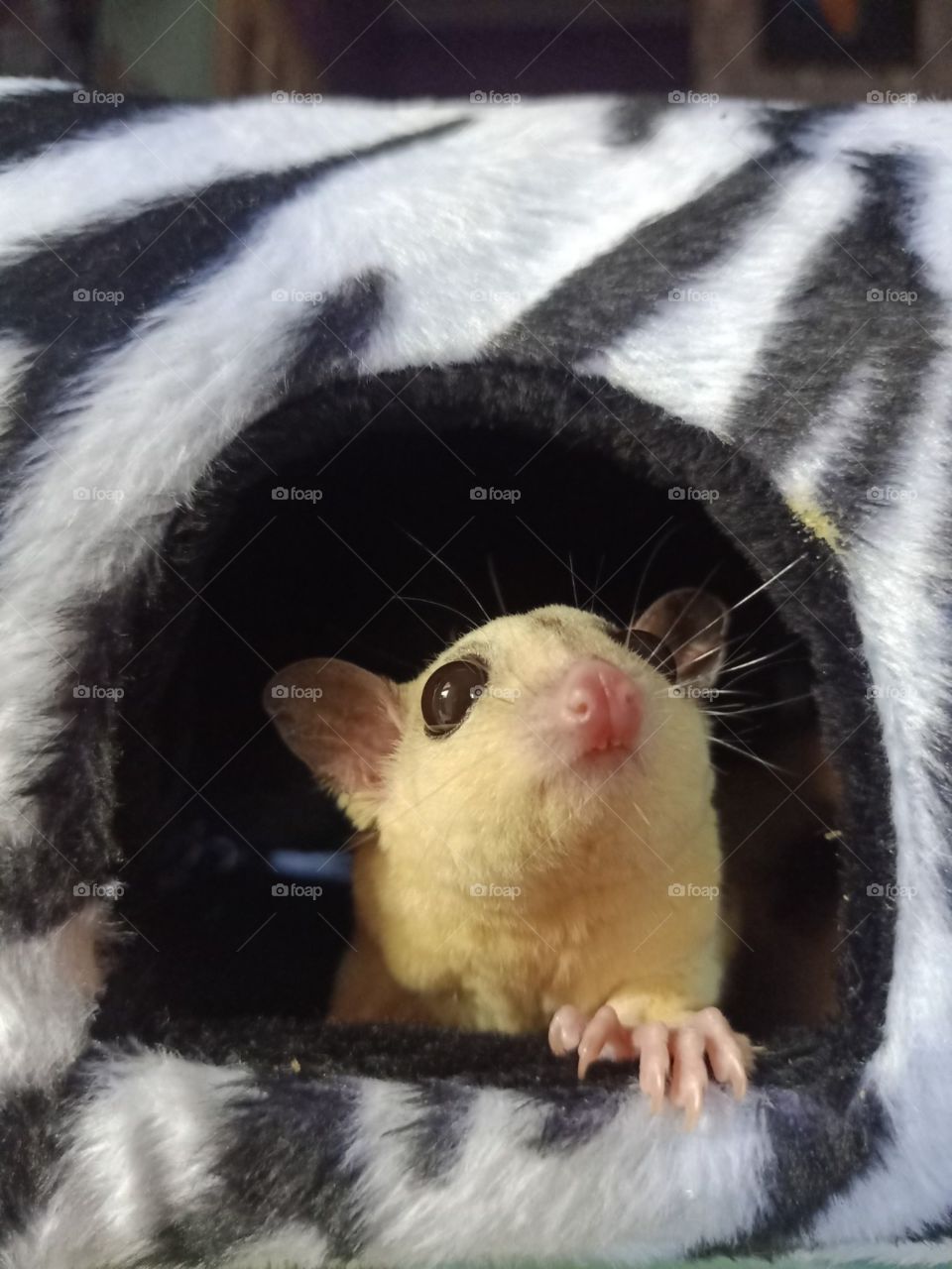 adorable sugar glider