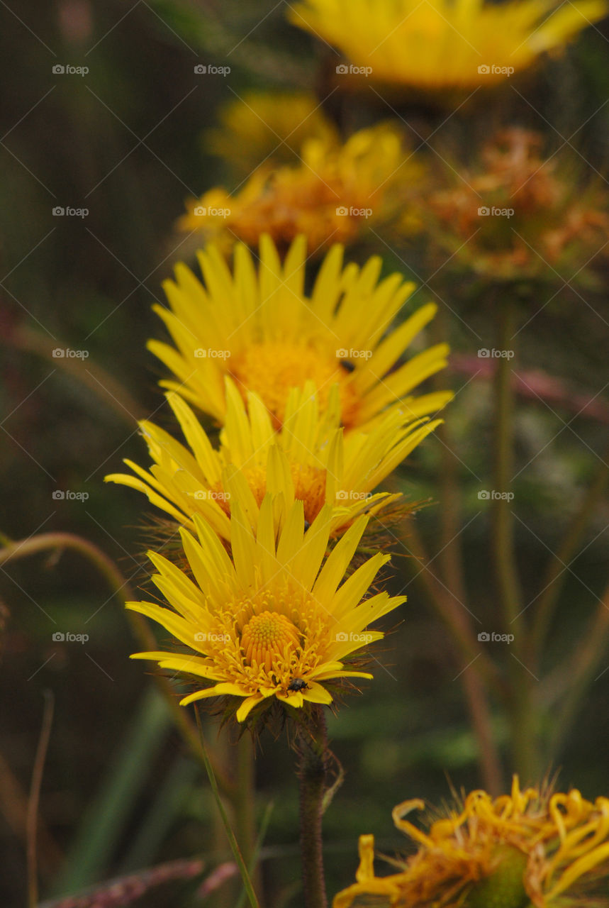 yellow flowers