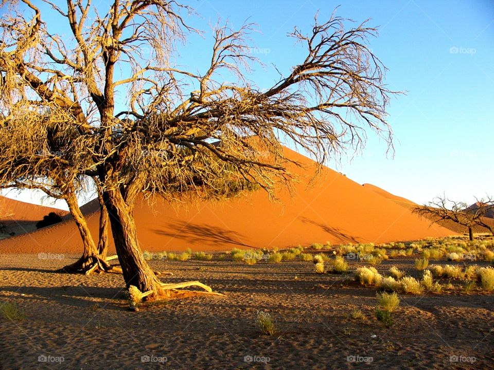 Sand dunes of Namibia