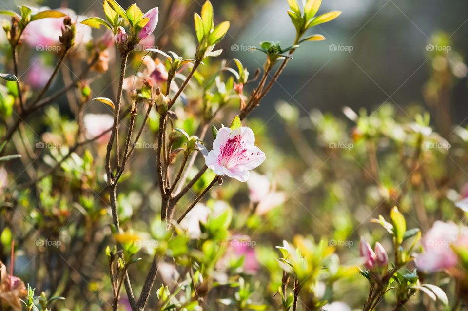 Beautiful flowering plants welcoming the season of spring with it's vibrance.