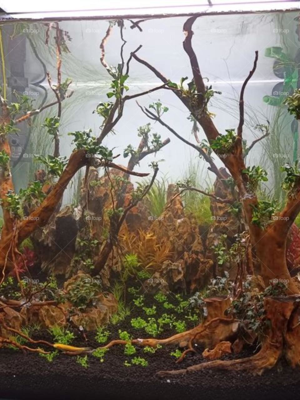 Beautiful and high quality Aquarium plants.