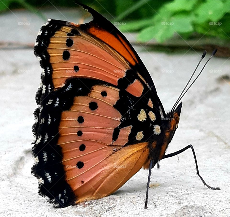 A beautiful butterfly missing a leg!
