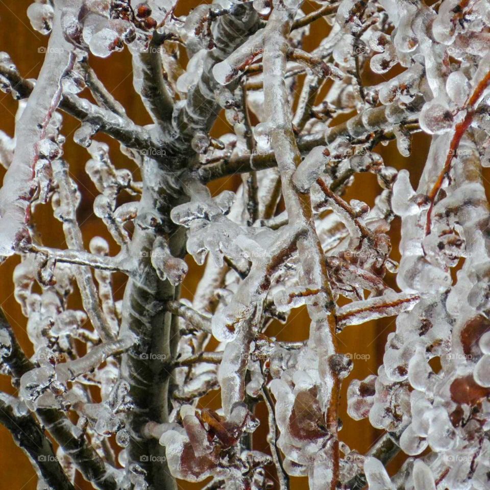 tree covered with ice