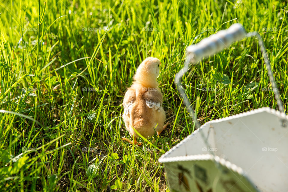 Little chicken in the grass