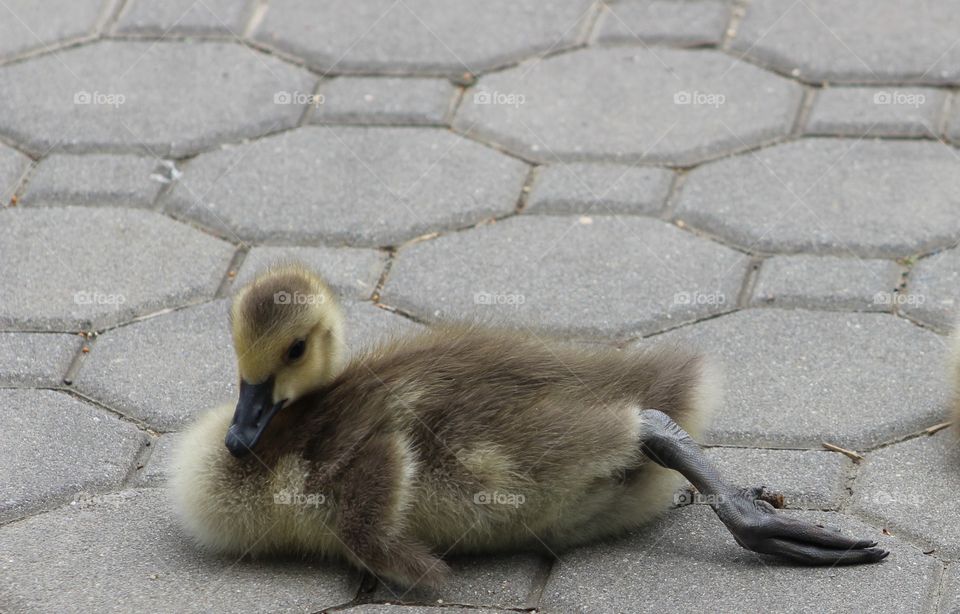 Sleepy-looking fuzzy yellow gosling lying on sidewalk, leg stretched behind him 