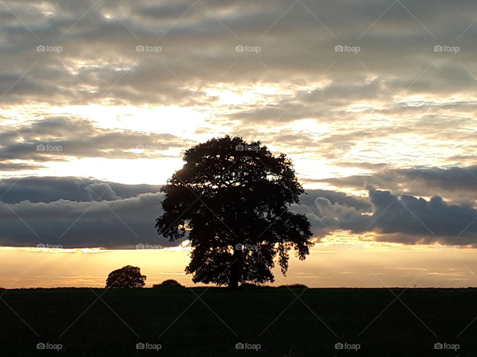 Oak Tree At Dusk