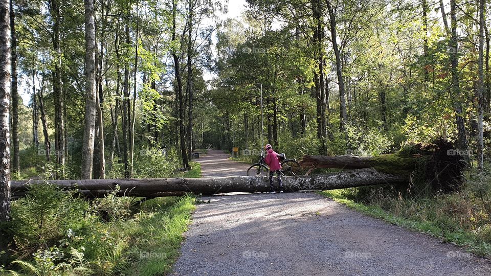 Fallen tree after storm , nedfallet träd efter storm 