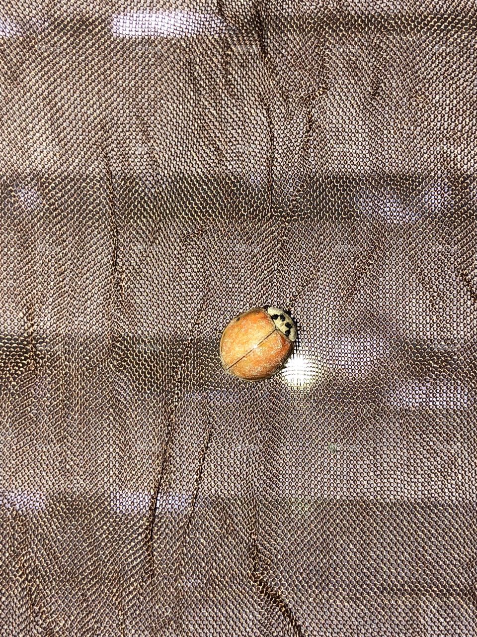 Spotless ladybug 