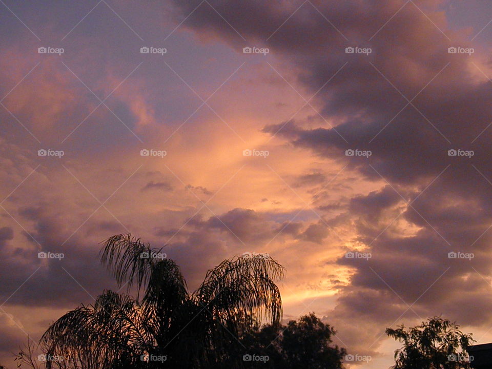 What can I say about this Lovely 
Sunset Array, with Feathery 
Clouds, Amidst this Stunning
Sunset , Sun Ray .
With a Palm Tree that adds 
to this Gorgeous Glowing Cascade,  I am Thankful to have
been able to catch on Camera
This most Absolute Glorious 
Sunset Serranade.