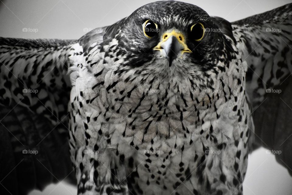 Profile falcon