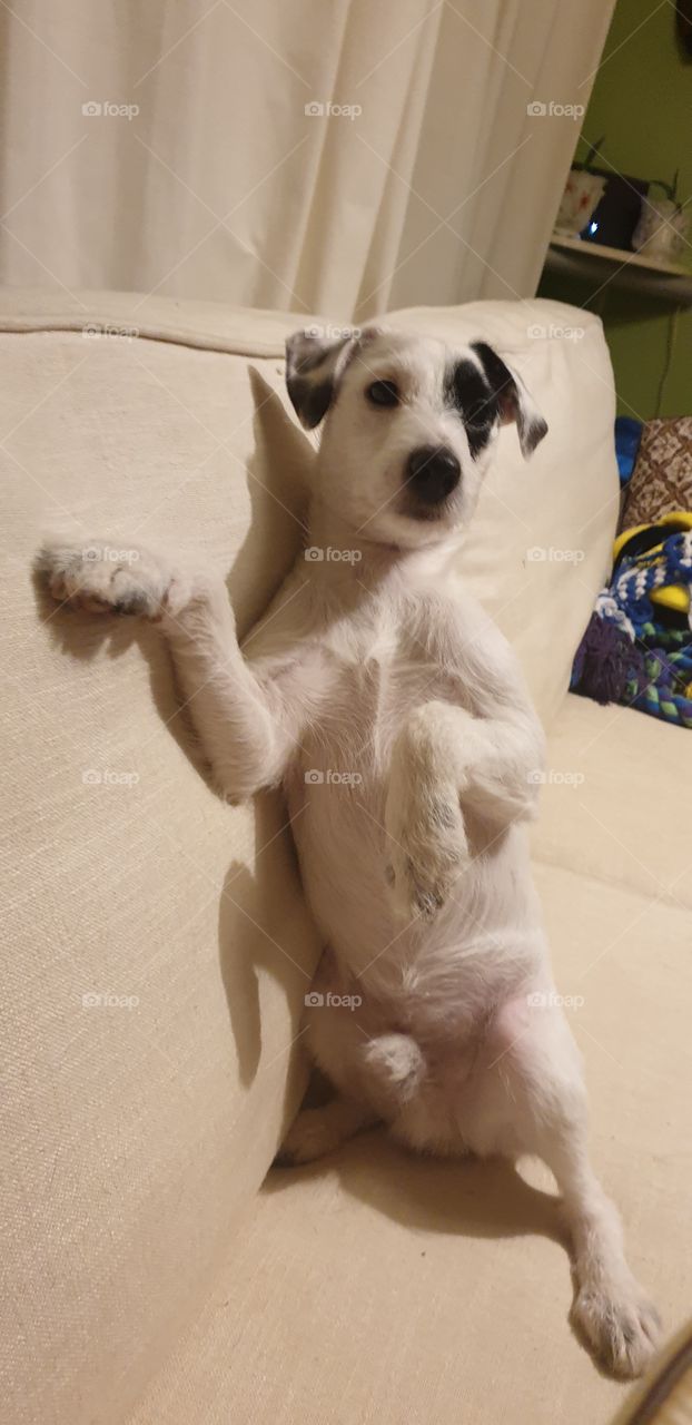Parson Russell Terrier
