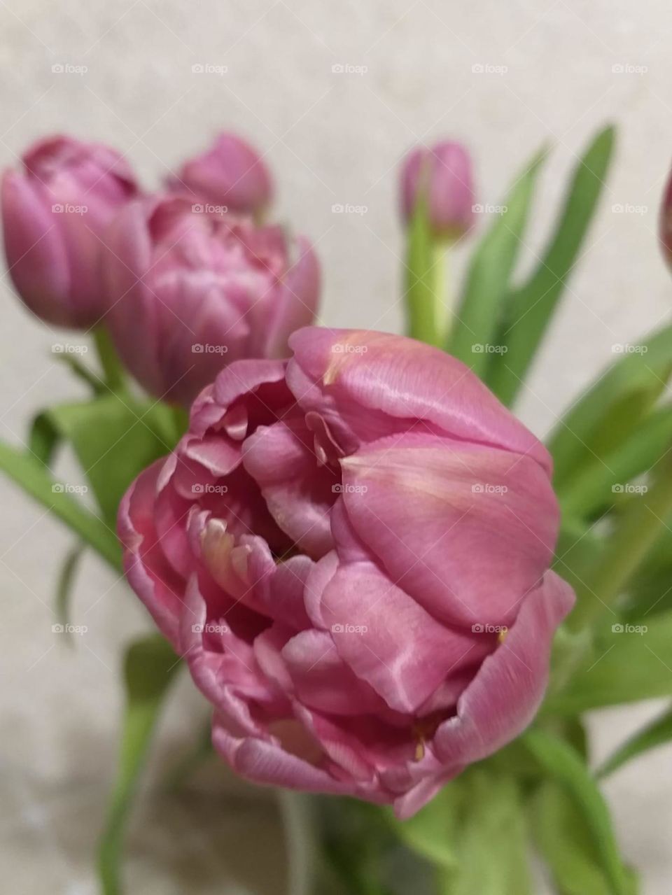 colorful peony tulips