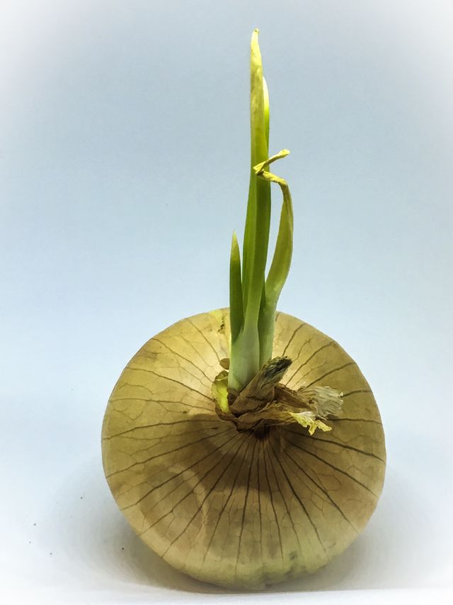 Onion