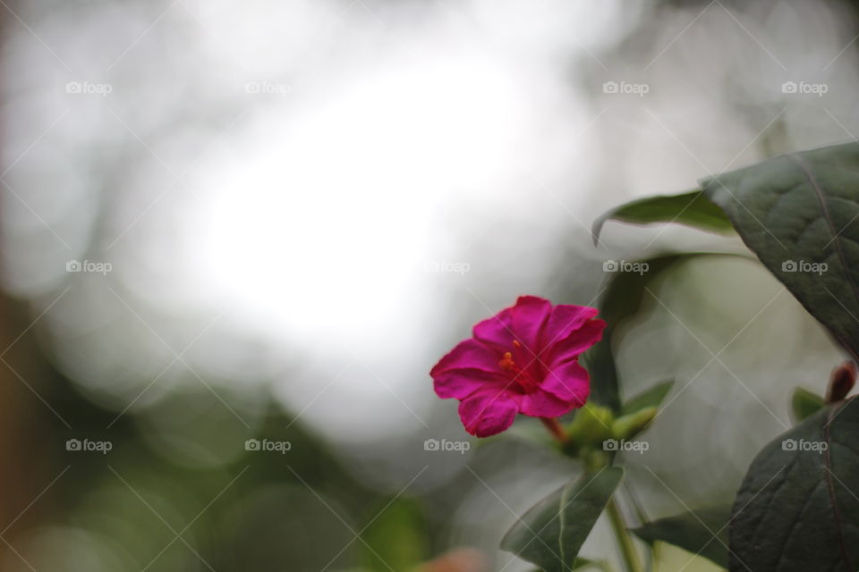 flower morning  romantic  nature green leaf