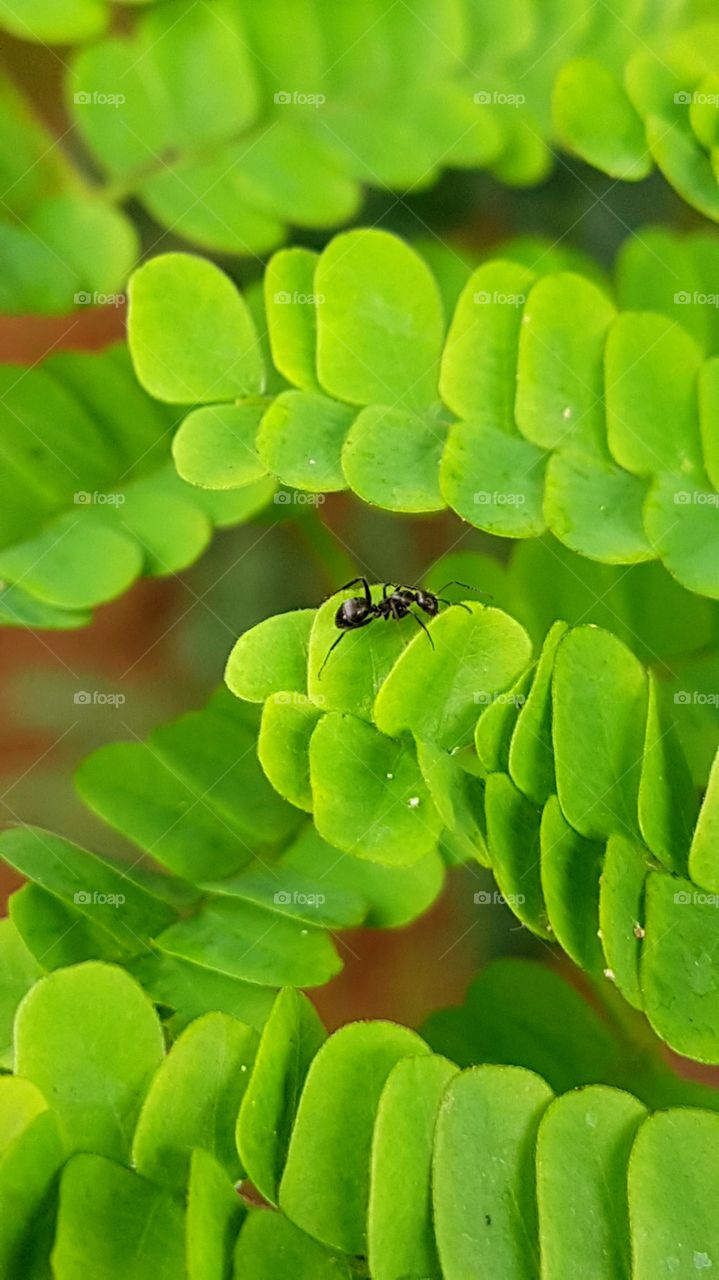 A ant in the middle of green Flora