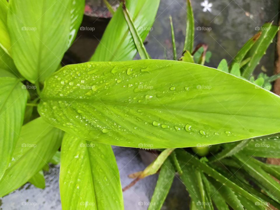 Raindrops creating magic on green leaf