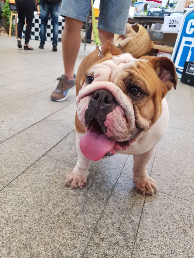 French bulldog on a leash walking out with his owner