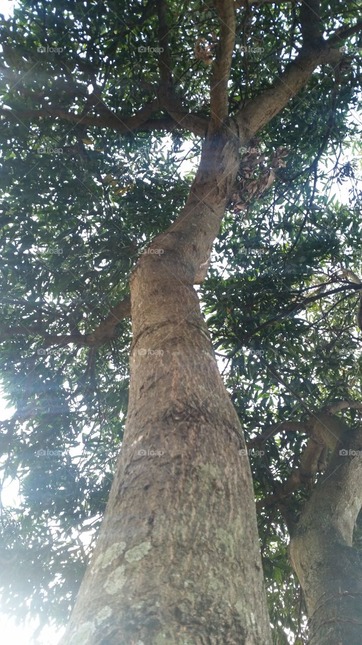 from tropical manggo tree