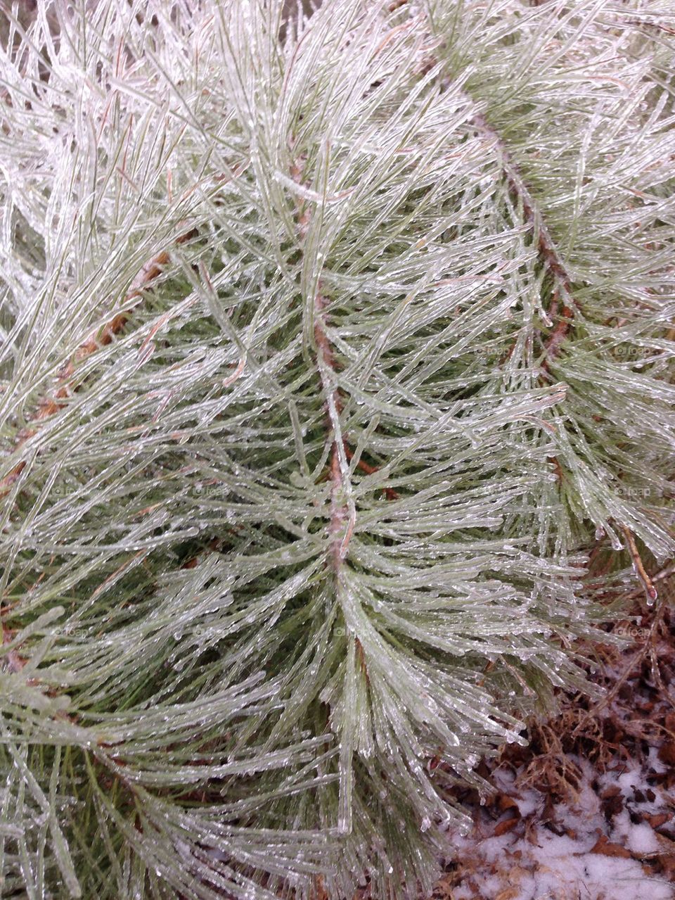Icy pine needles
