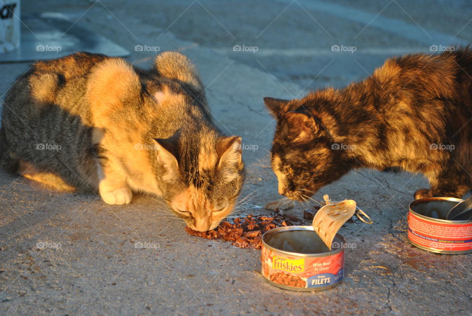 Hungry cats eating