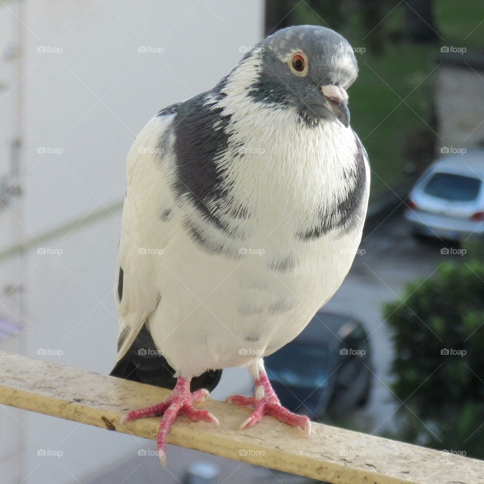 Close-up of pigeon perching on wooden railing