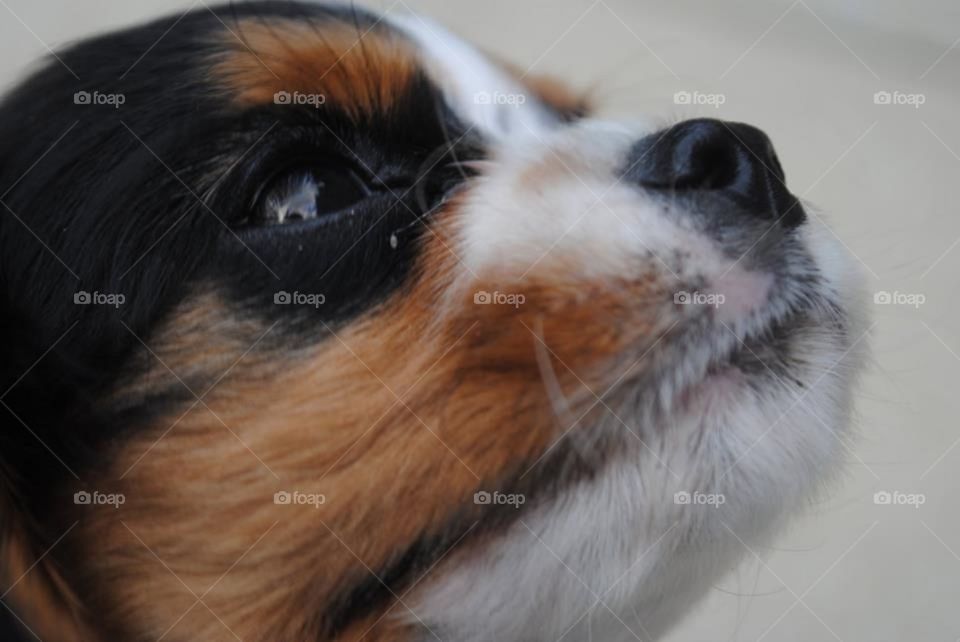 Walter the puppy showing his furry profile for a photo shoot. He has his eye on some sausages off camera!