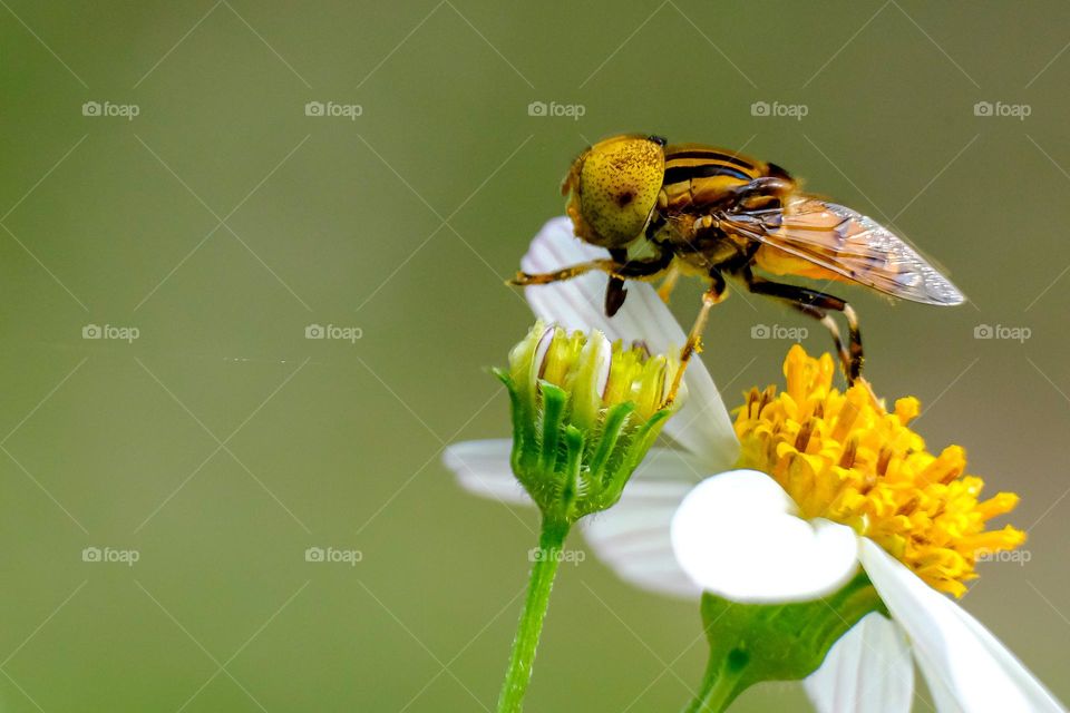 Close Up Yellow Fly On A Flower.
Beautiful yellow fly with long tongue alighted on the white flower petal in action