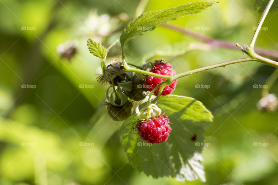 Growing raspberries 