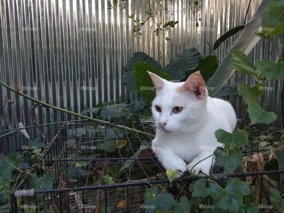 cat in the backyard