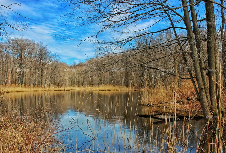 Woodland pond