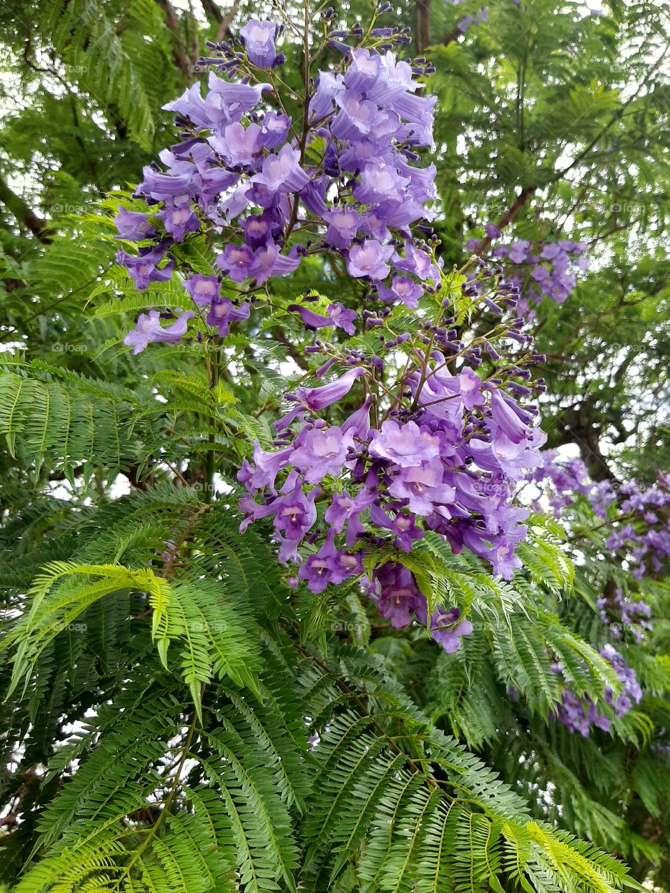 Rosewood my favorite tree.