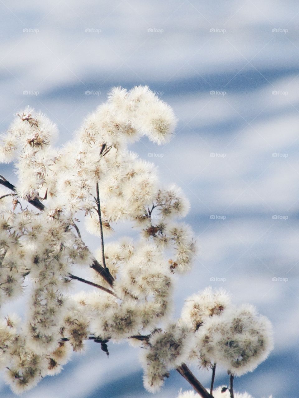 Winter wildflower 