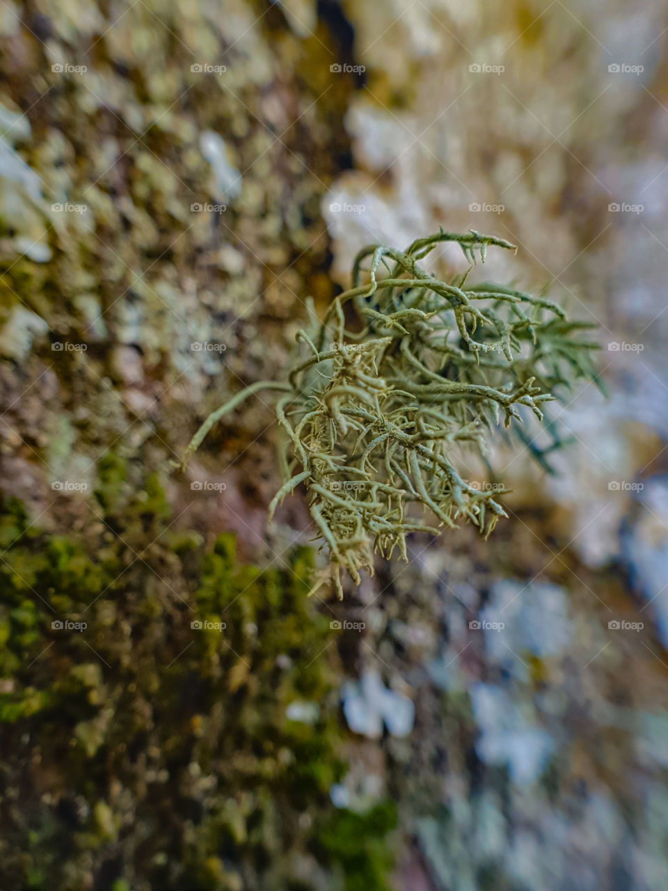 green moss growing from a tree