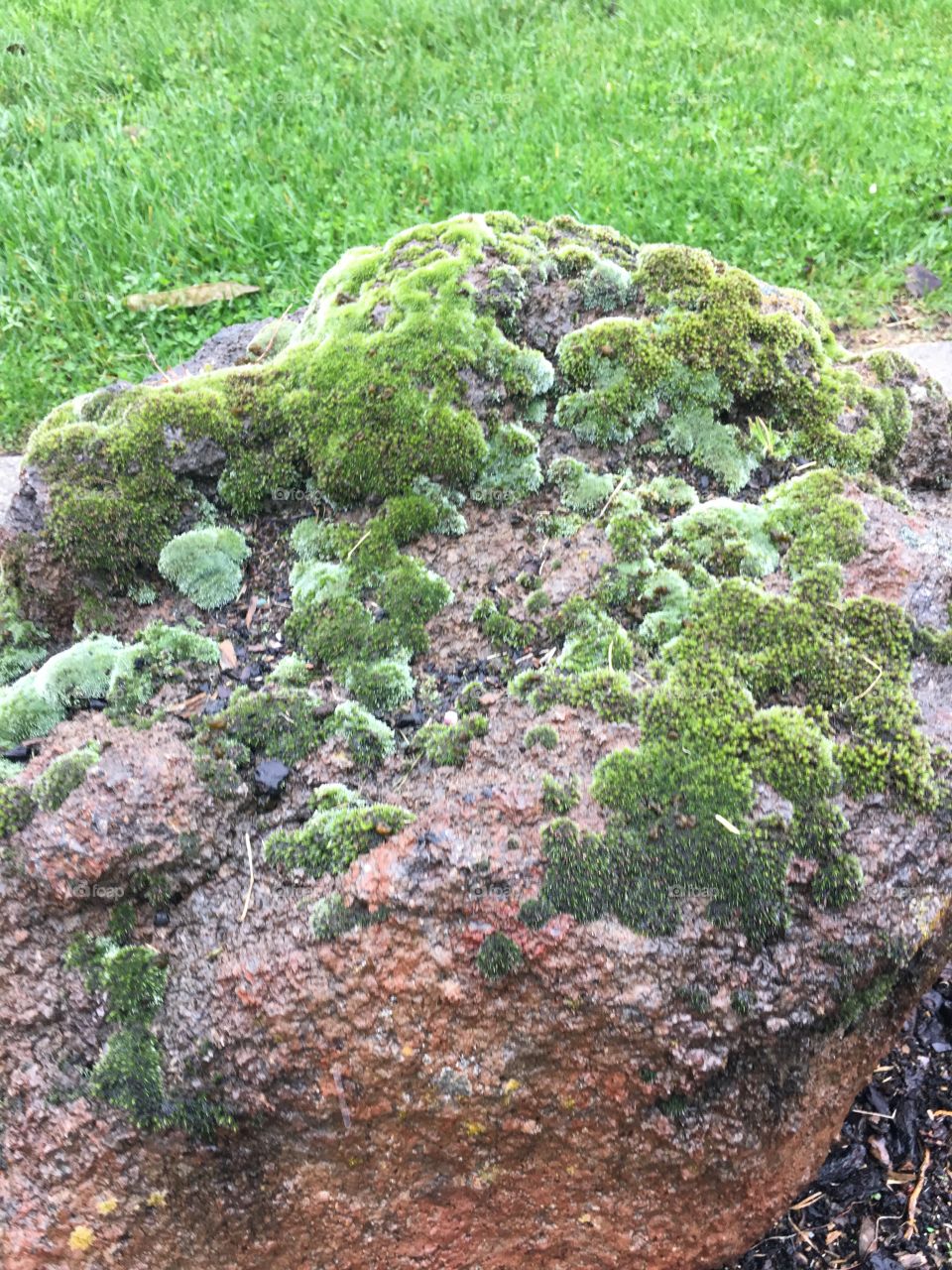 Green mosses 