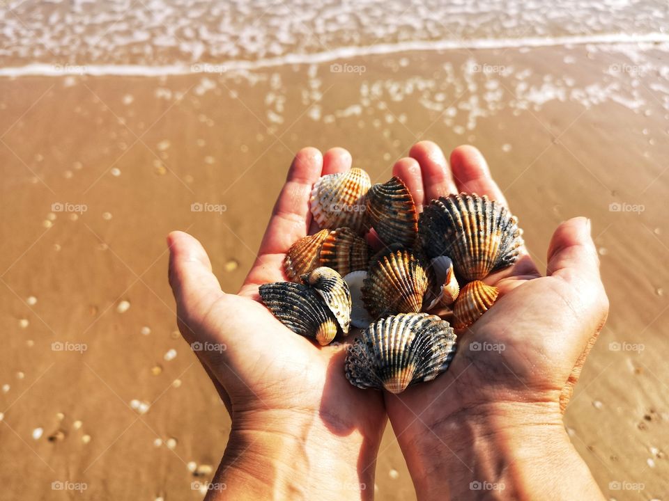 Male hands full of shells with the sea background