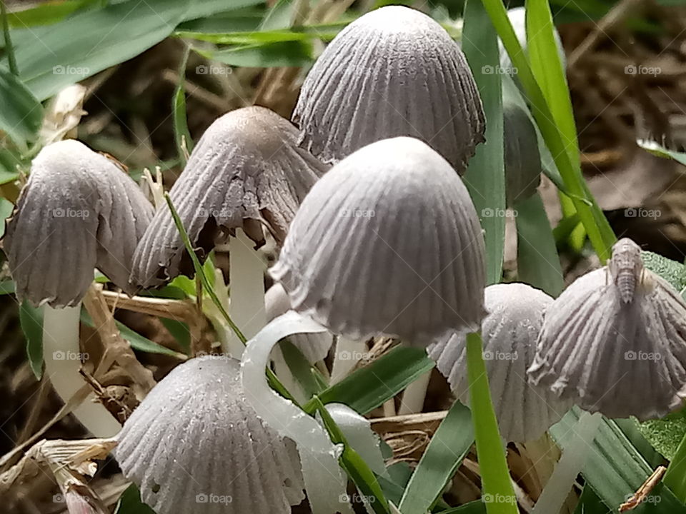 mushroom tropical