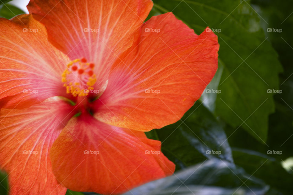 Bright red Hibiscus Flower in Maui Hawaii