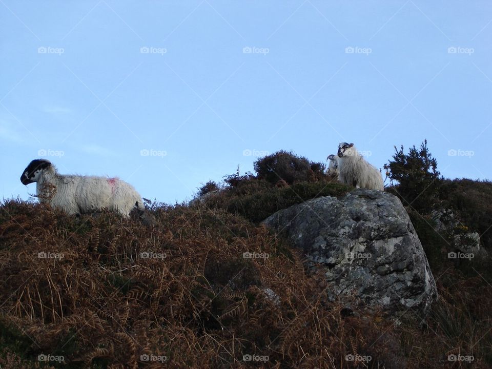 Sheep in d mountains 