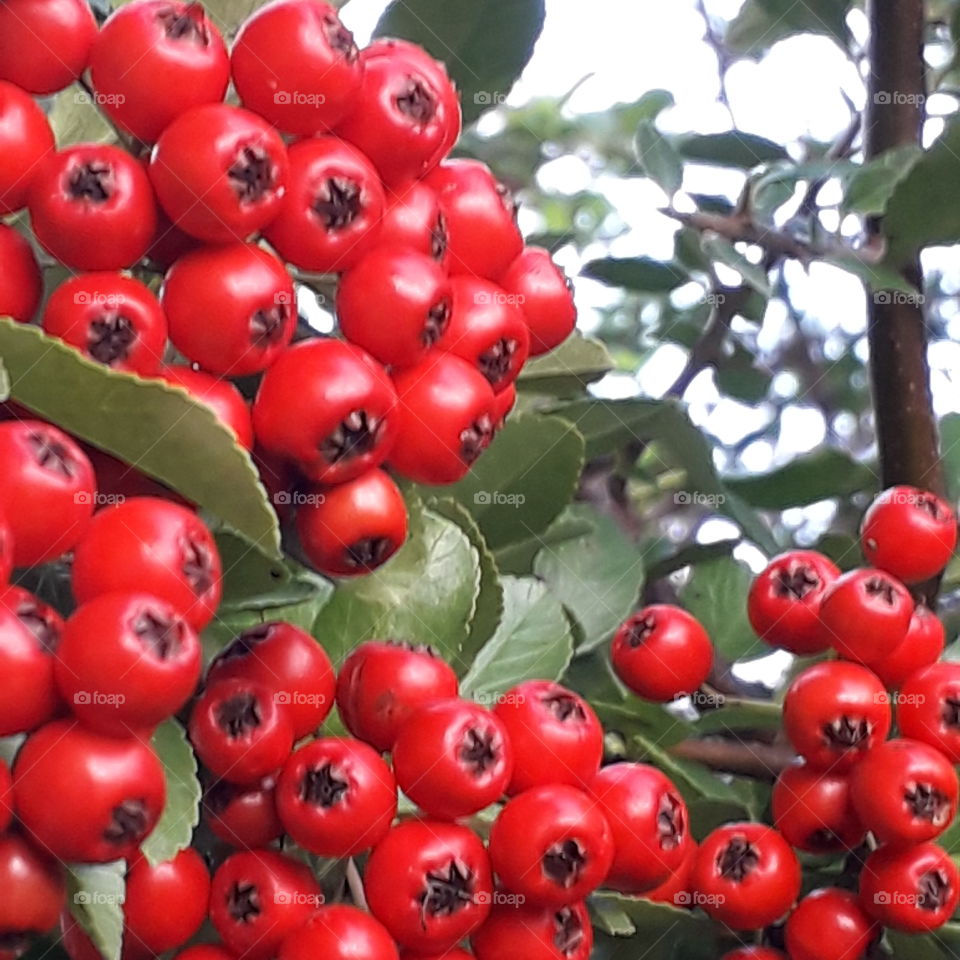 color red - close up of firethorn berries