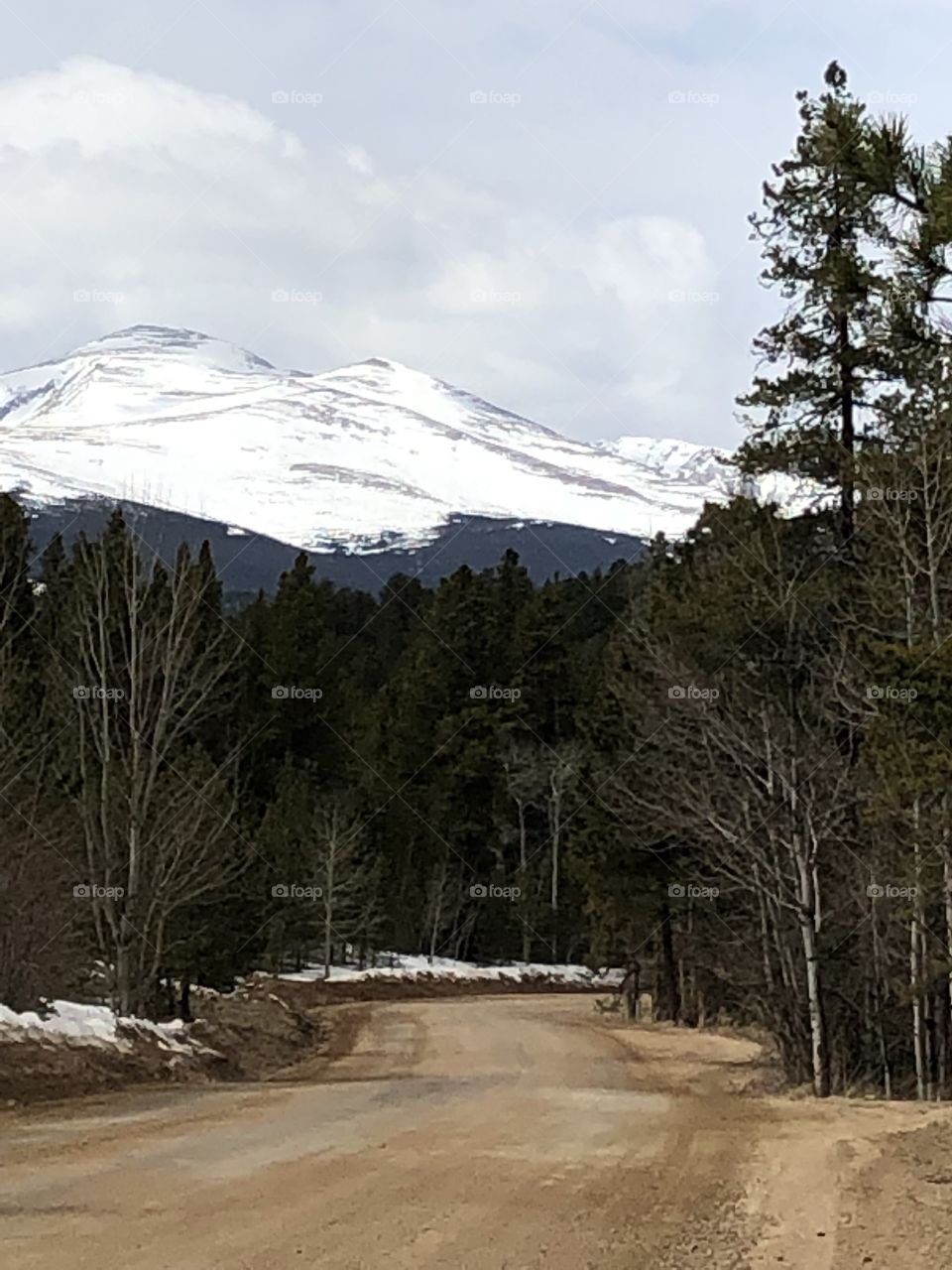 Road leading towards snowcappped mts above the pines near Ward, CO.