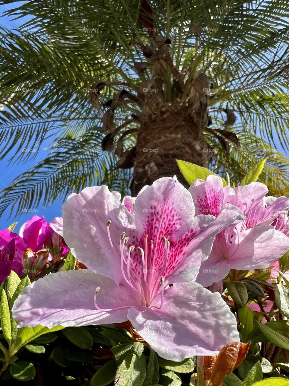 Beautiful azalea flowers in front of a palm tree 