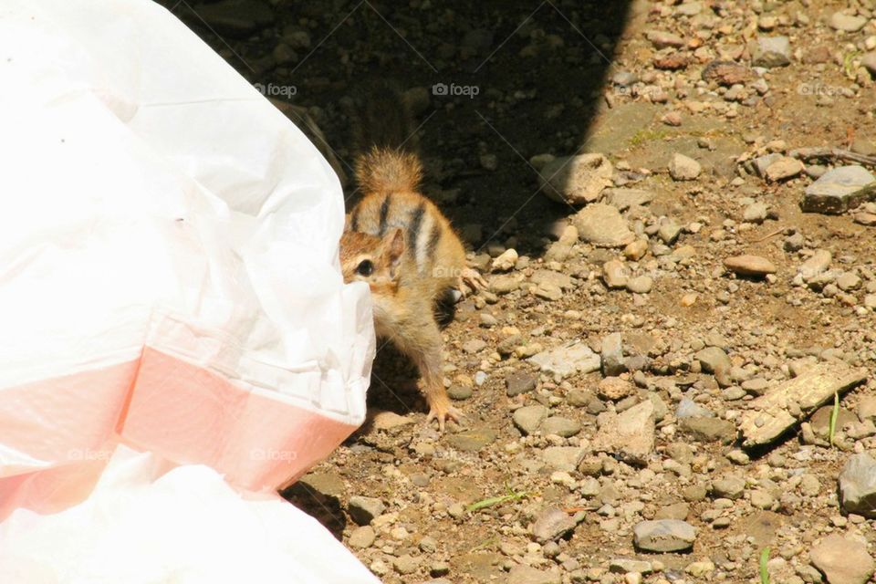 chipmunk trouble