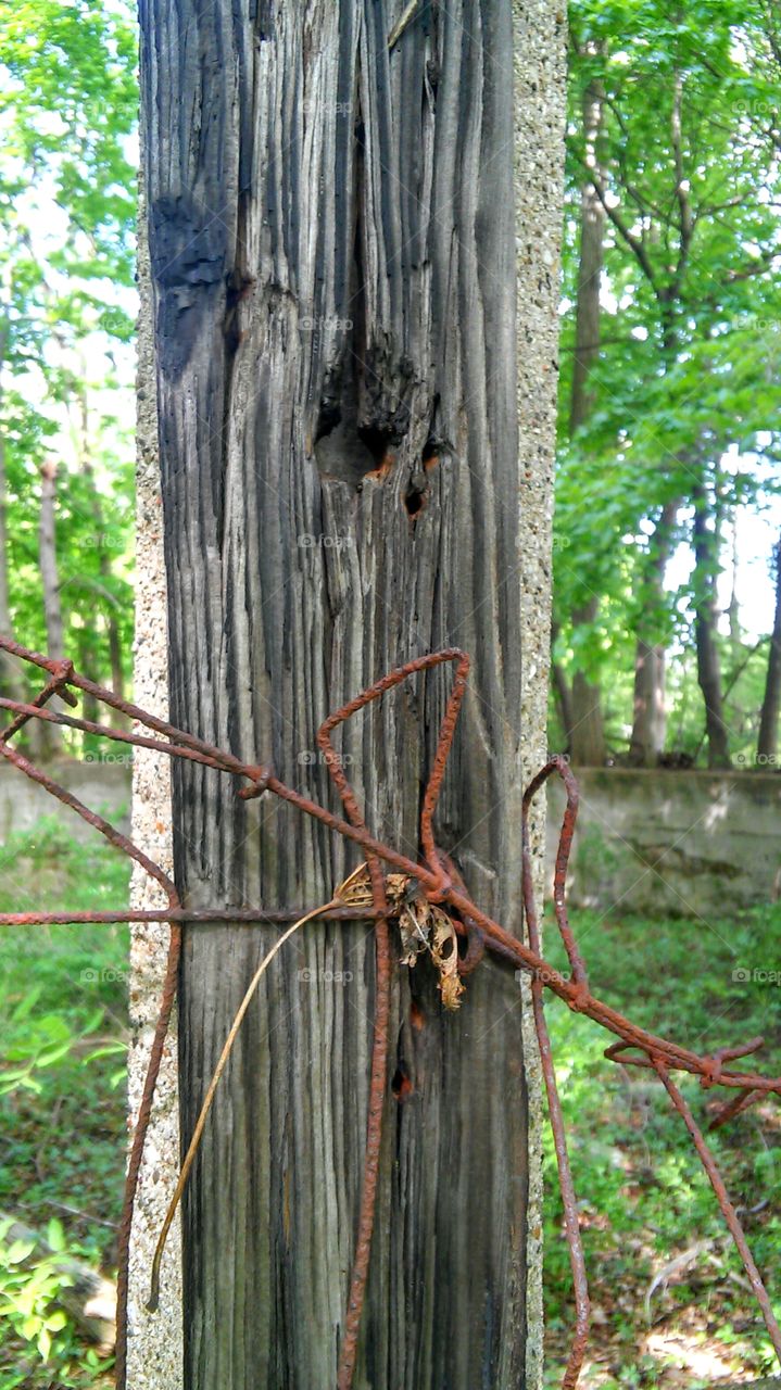 Wood, Tree, Nature, No Person, Bark