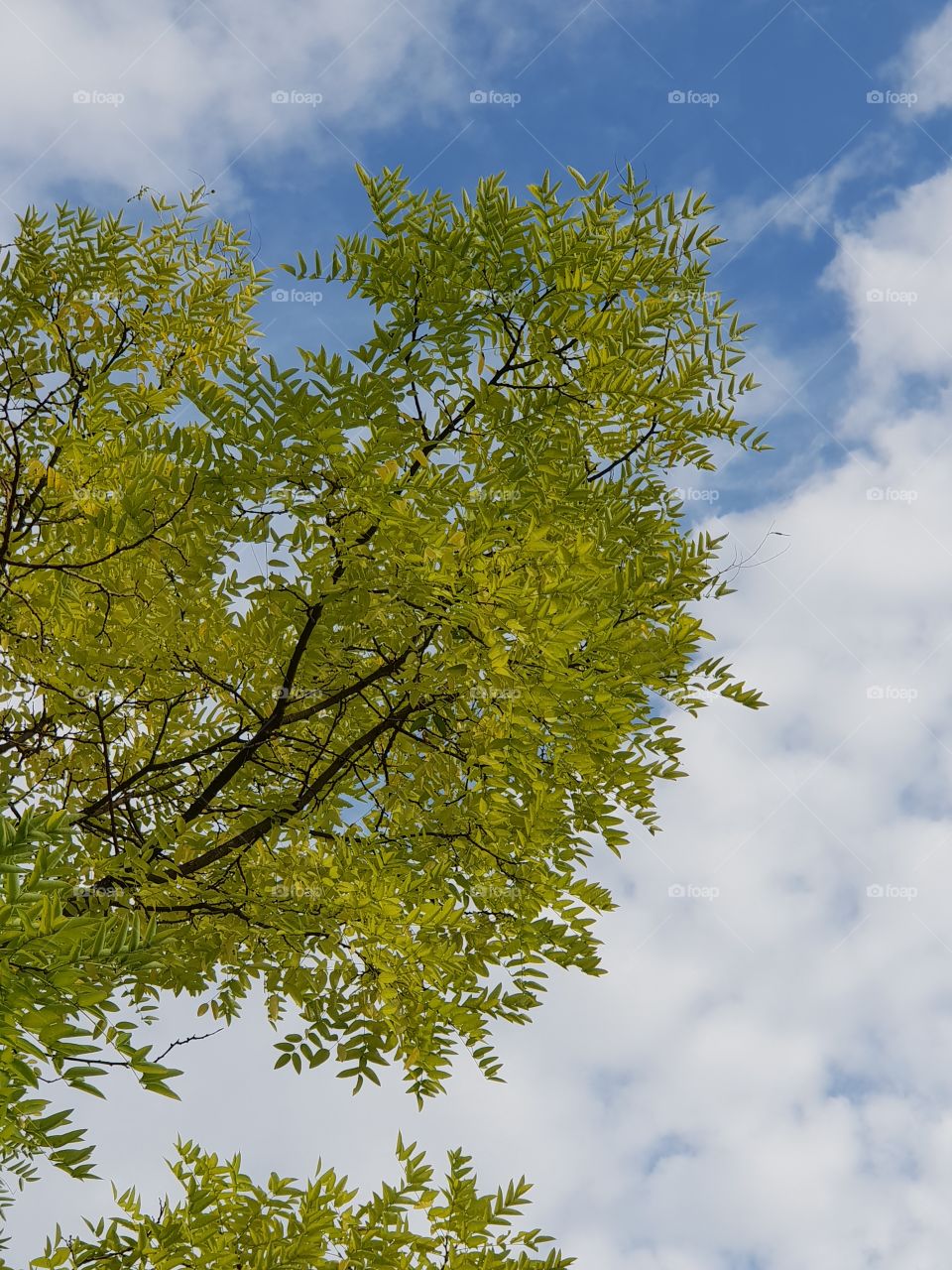 Cloudy sky and treetops