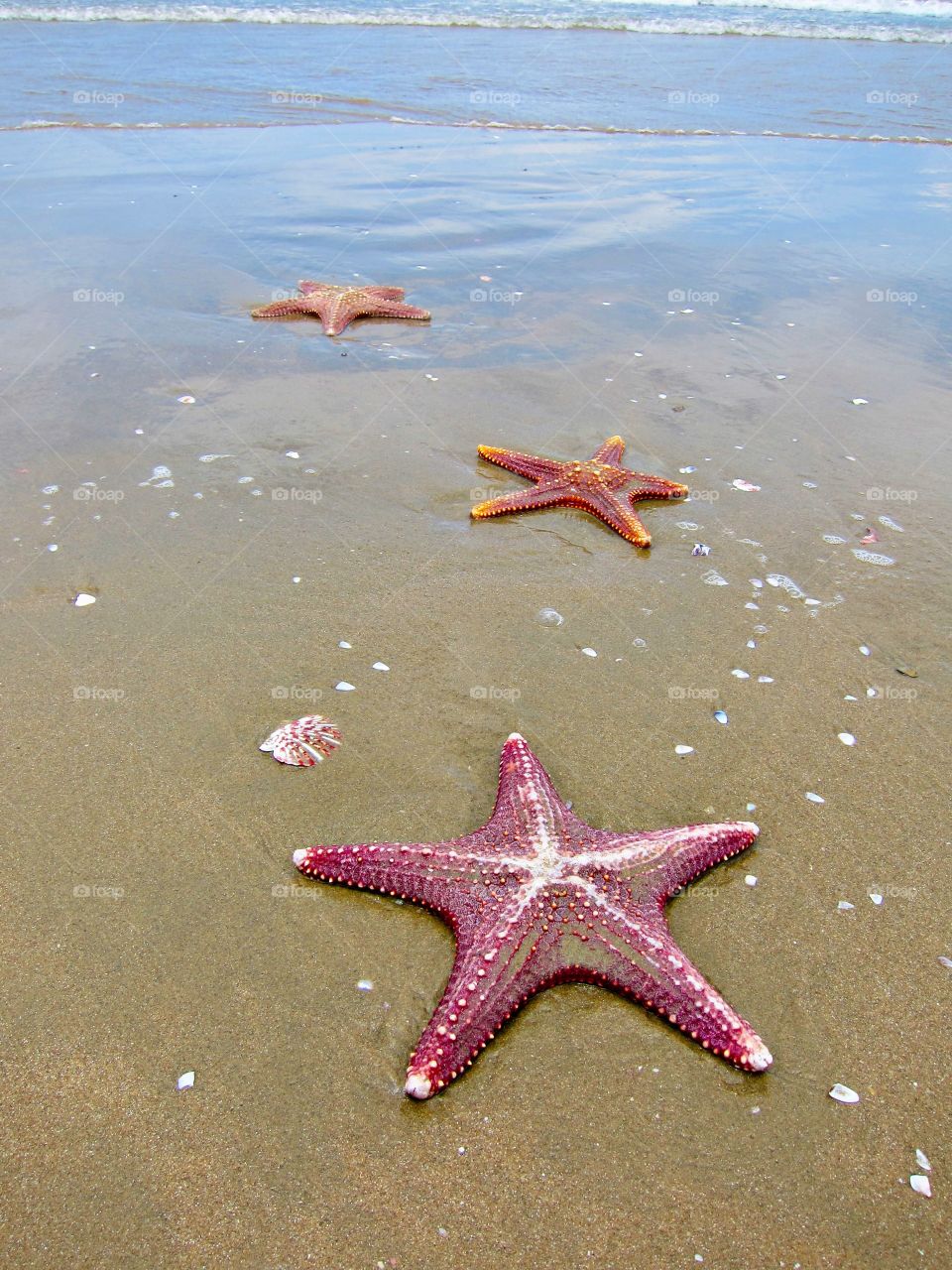 Starfish 