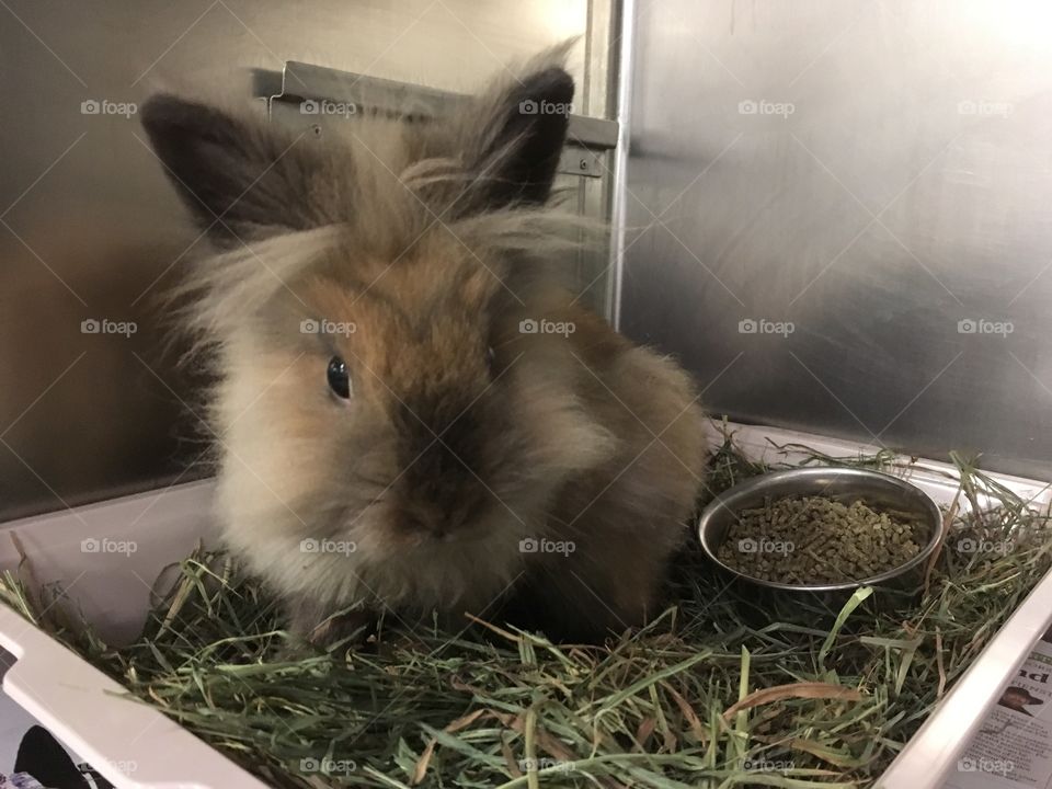 Rescued Bunny, a Lionhead, at the Shelter and Ready for Adoption 