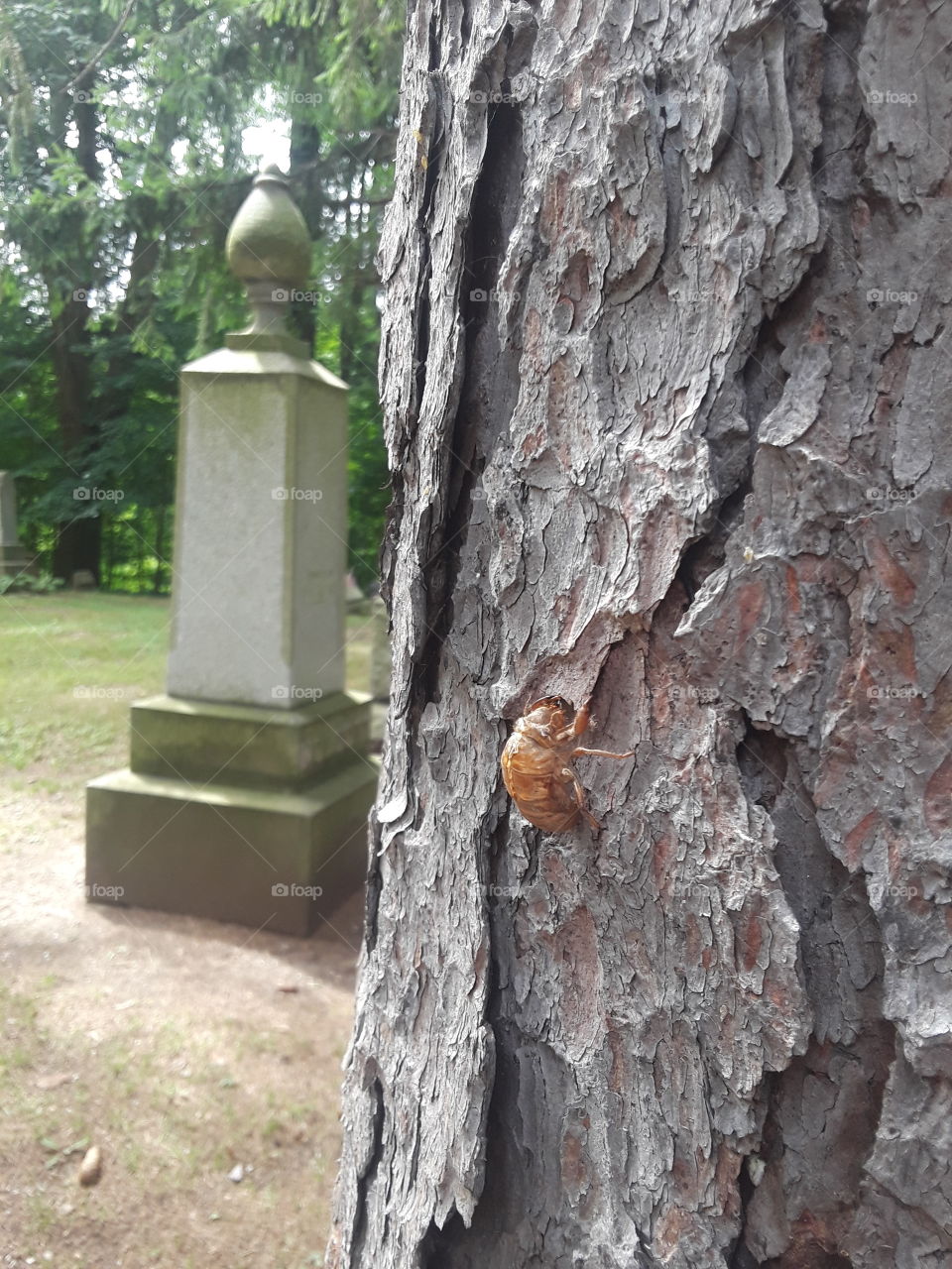 catiedid in cemetery