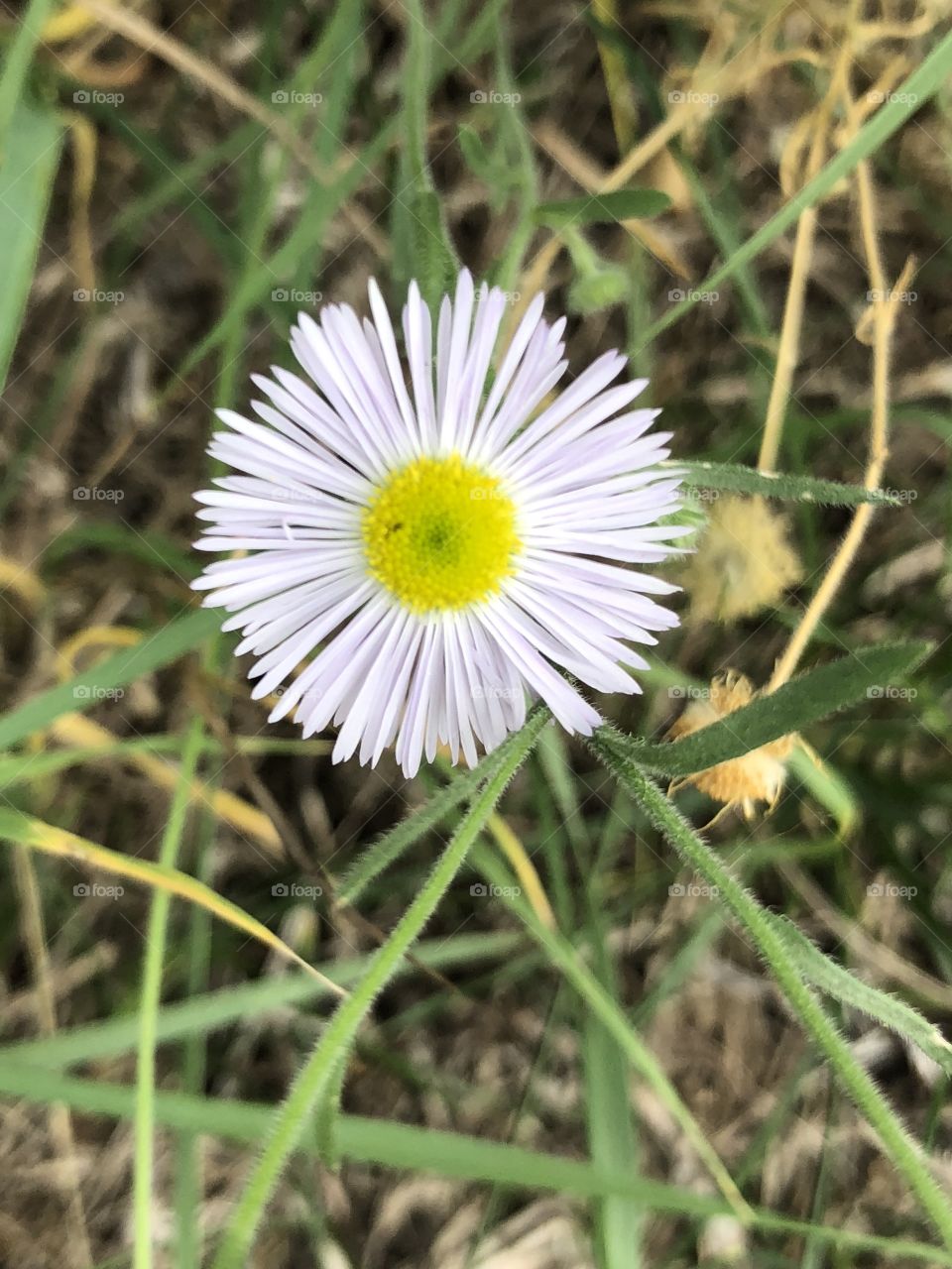 Tiny beautiful flower from a weed