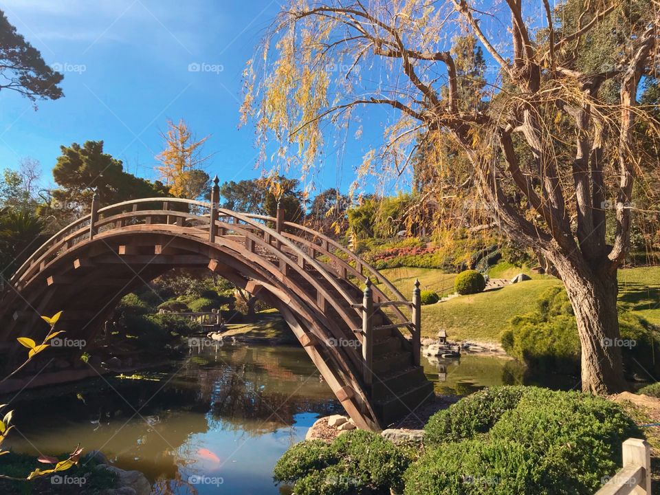 Japanese Garden at the Huntington Gardens in Pasadena. 