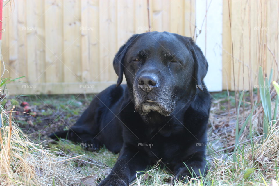 My dog in the garden. My dearly departed labrador, named Hamlet
2004/30/01-2015/07/30
Forever loved, forever missed